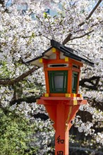 Red lantern under cherry blossoms