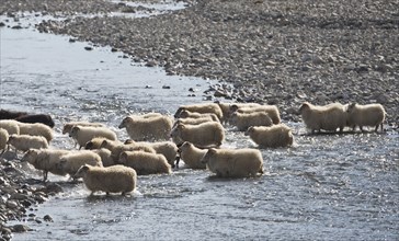 Flock of sheep crossing a river