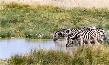Burchell's zebras (Equus quagga burchelli) at the waterhole