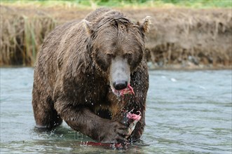Brown Bear (Ursus arctos) feeding on fish