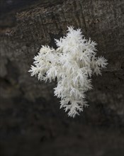 Coral tooth fungus (Hericium coralloides) on rotting beech trunk