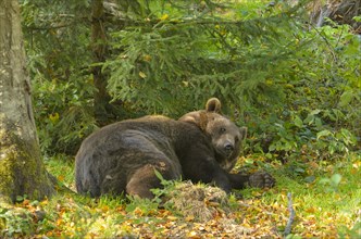 Reclining European Brown Bear or Eurasian Brown Bear (Ursus arctos arctos) lifting its head