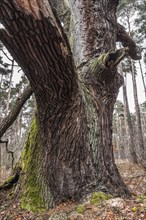 Old English oak (Quercus robur)