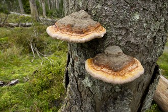 Red-belted Bracket or Red-Belt Conk (Fomitopsis pinicola)