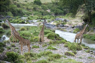 Masai giraffes (Giraffa camelopardalis tippelskirchi)