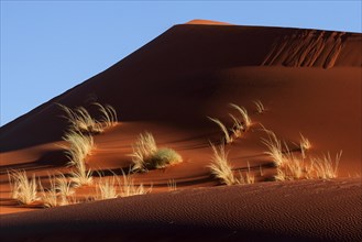 Sand dune covered with tufts of grass