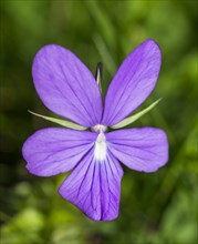 Horn Violet (Viola cornuta)