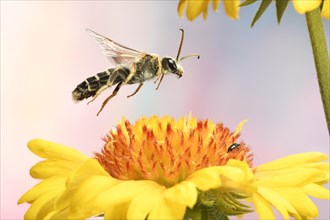 Six-banded furrow bee (Halictus sexcinctus) in flight at the flower of a Blanket flower (Gaillardia)