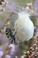 Wasp Spider or Orb-weaving Spider (Argiope bruennichi)