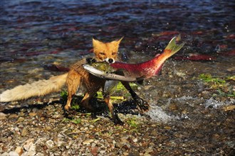 Red Fox (Vulpes vulpes) with a caught salmon