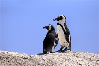 African Penguins (Spheniscus demersus)
