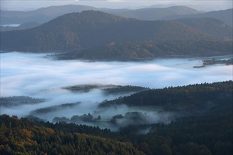 Palatinate Forest