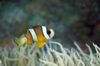 Clark's Anemonefish or Yellowtail Clownfish (Amphiprion clarkii)