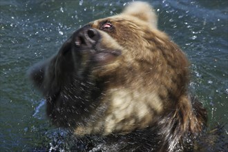 Brown bear (Ursus arctos)