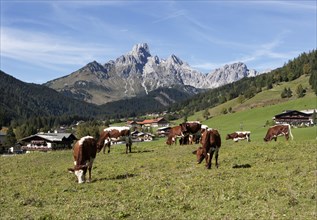 Cows on alpine meadow
