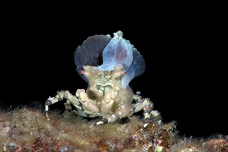 Corallimorph Decorator Crab (Cyclocoeloma tuberculata) with sea anemones on its back