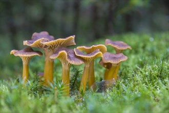 Yellowfoot fungus (Craterellus tubaeformis)
