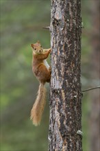 Squirrel (Sciurus vulgaris) at pine trunk
