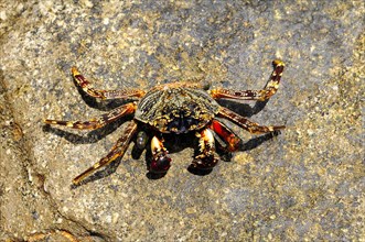 Spider crab (Neosarmatium meinerti) on a rock