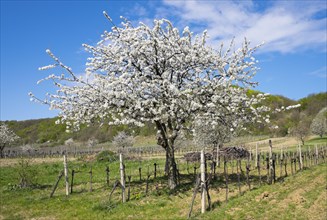 Blossoming cherry trees in vineyard