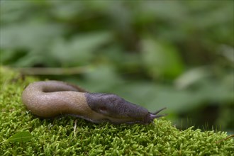 Ash black slug (Limax cinereoniger)