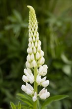 White Lupin (Lupinus)