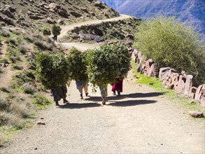Women carrying heavy loads on a path in the Atlas Mountains
