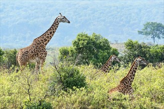 Giraffes (Giraffa camelopardalis)