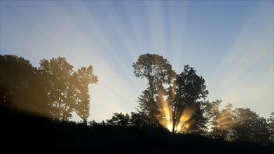 Sunrise behind trees