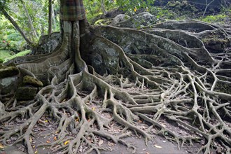 Aerial roots of a ficus tree