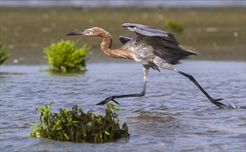 Reddish Egret (Egretta rufescens) running in shallow water