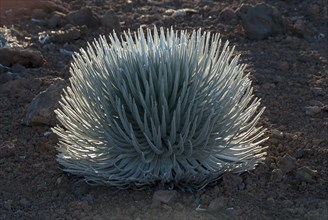 Silversword (Argyroxiphium sandwicense) plant growing in the Haleakala crater