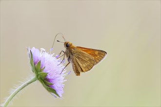 Large Skipper Butterfly (Ochlodes venatus)