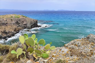 Cactus on the rocky coast