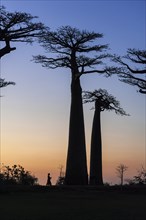 Woman walking on the Avenue of the Baobabs