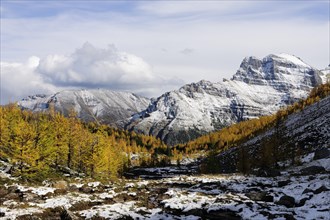 Yellow coloured larch forest in the snow in the middle of the Rocky Mountains