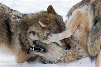 Two fighting wolves (Canis lupus) in the snow