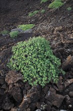 Balsam spurge (Euphorbia balsamifera) on lava rock