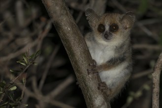 Gray mouse lemur (Microcebus murinus)
