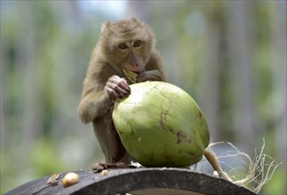 Northern pig-tailed macaque (Macaca leonina) peeling a coconut