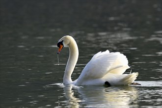 Mute swan (Cygnus olor) Zug