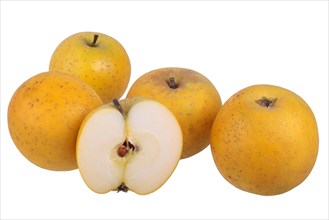 Apple variety Ananas Reinette