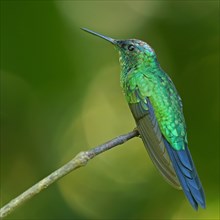 Violet-capped woodnymph (Thalurania glaucopis) on branch