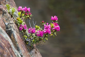 Rusty-leaved Alpenrose (Rhododendron ferrugineum)