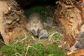European Hedgehog (Erinaceus europaeus) with young