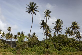 Coconut palm trees (Cocos nucifera)