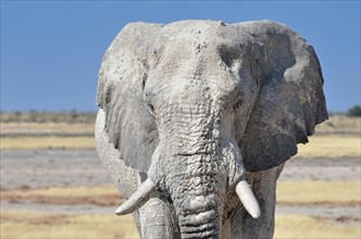 African Elephant (Loxodonta africana)