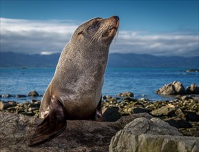Southern Fur Seal (Arctocephalus forsteri)