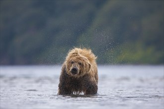 Brown bear (Ursus arctos)