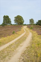 Path through the heathland